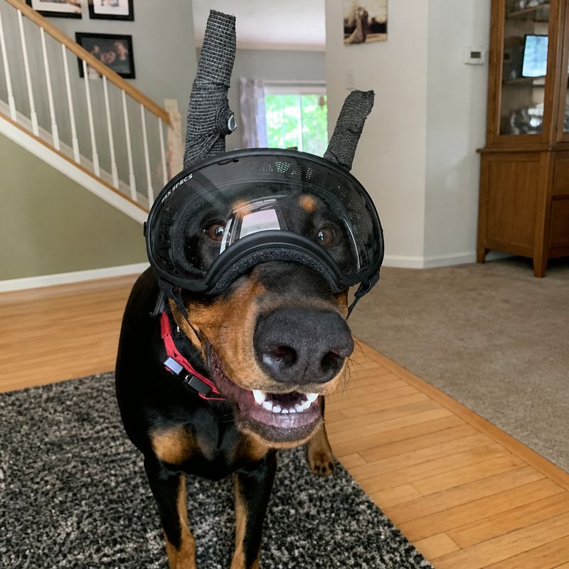 Manaaki, the Doberman who gave the gym its name